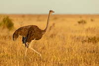 Common Ostrich