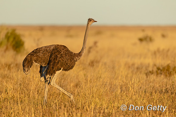 Common Ostrich