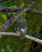 African barred Owlet