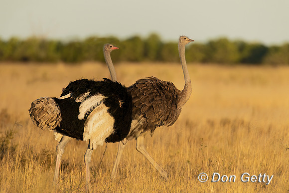 Common Ostrich