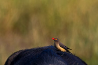 Red-billed Oxpecker,