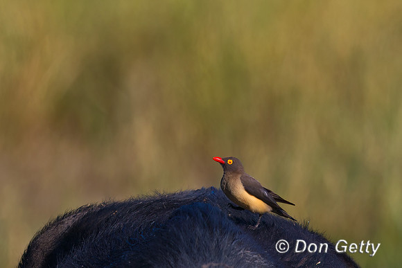 Red-billed Oxpecker,