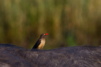 Red-billed Oxpecker,