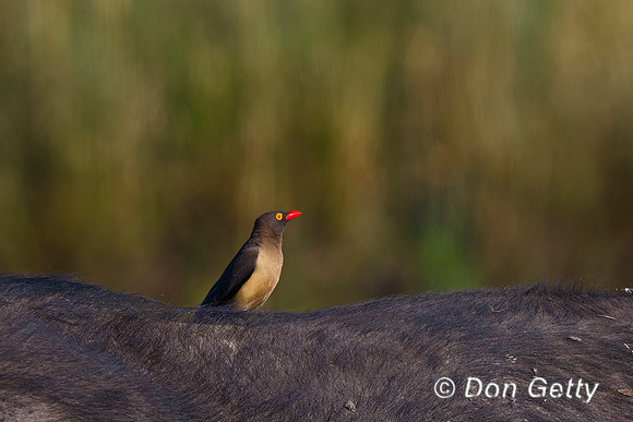 Red-billed Oxpecker,