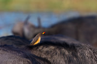 Yellow-billed Oxpecker