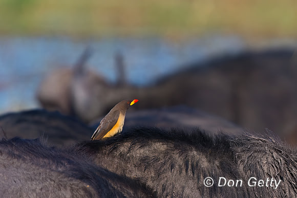 Yellow-billed Oxpecker