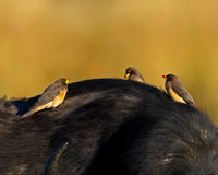 Yellow-billed Oxpecker
