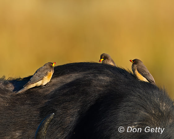 Yellow-billed Oxpecker