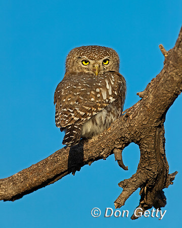 Pearl-spotted Owlet