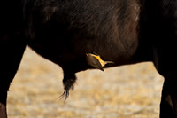 Yellow-billed Oxpecker
