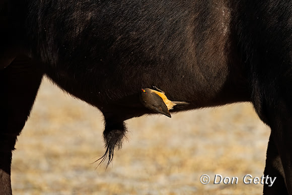 Yellow-billed Oxpecker