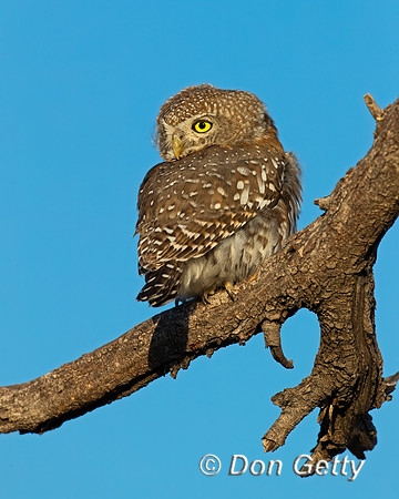 Pearl-spotted Owlet