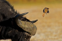 Yellow-billed Oxpecker