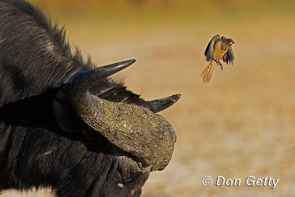 Yellow-billed Oxpecker