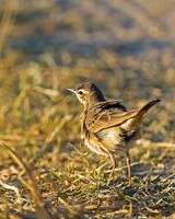 Buffy Pipit