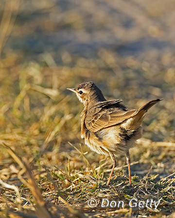 Buffy Pipit