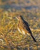 Buffy Pipit