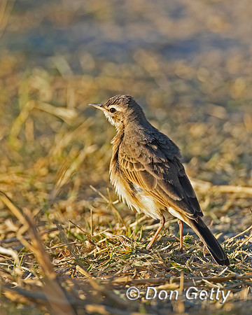 Buffy Pipit