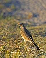 Buffy Pipit