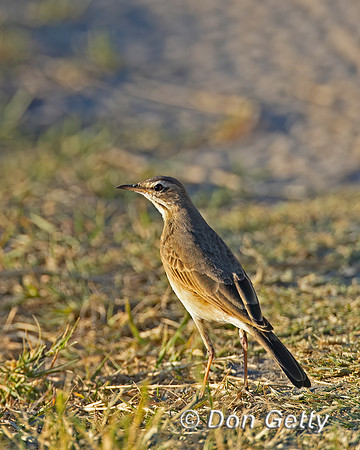 Buffy Pipit