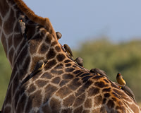 Yellow-billed Oxpecker