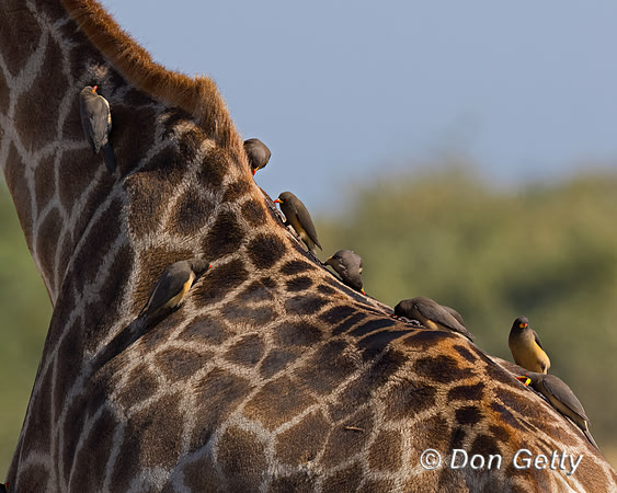Yellow-billed Oxpecker