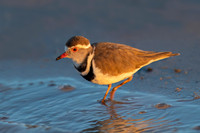 Three-banded Plover