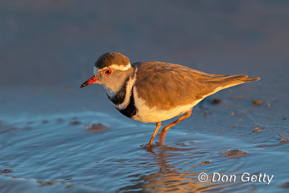 Three-banded Plover