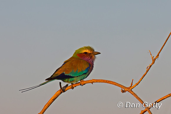 Lilac-breasted Roller