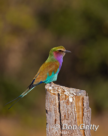 Lilac-breasted Roller
