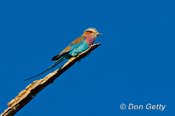 Lilac-breasted Roller
