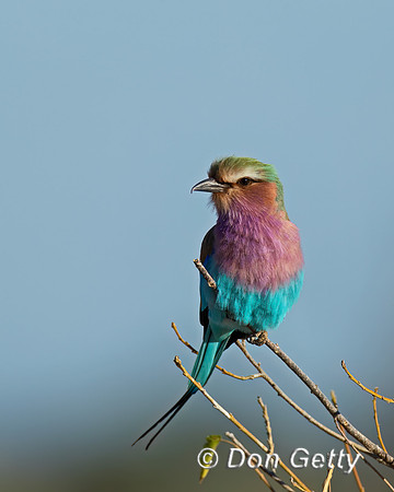 Lilac-breasted Roller