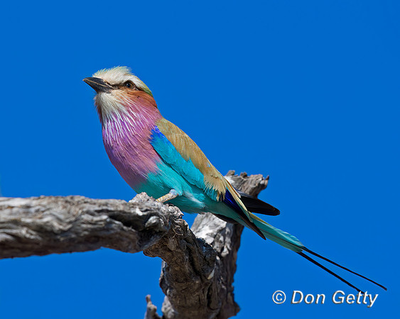 Lilac-breasted Roller