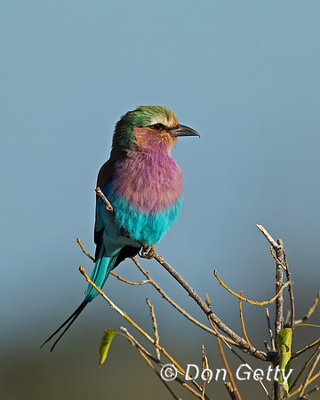 Lilac-breasted Roller