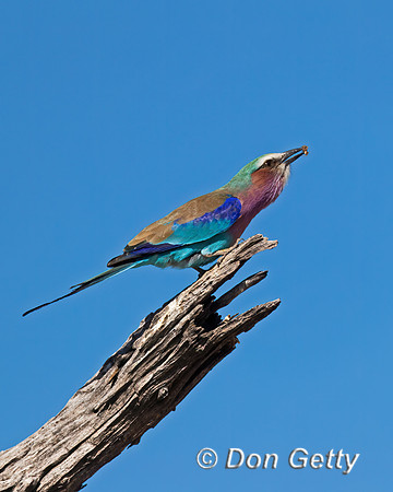 Lilac-breasted Roller