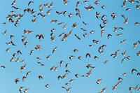 Collared Pratincole