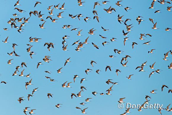 Collared Pratincole