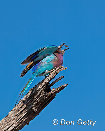 Lilac-breasted Roller