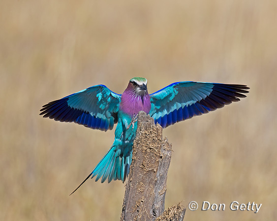 Lilac-breasted Roller