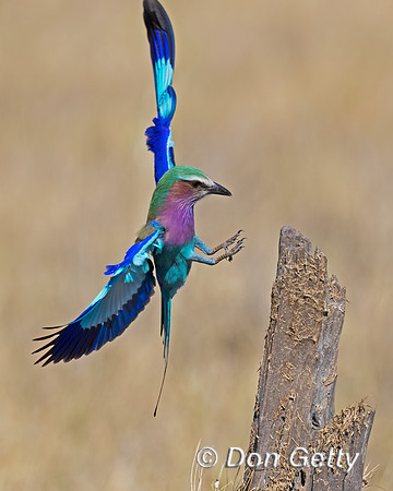 Lilac-breasted Roller