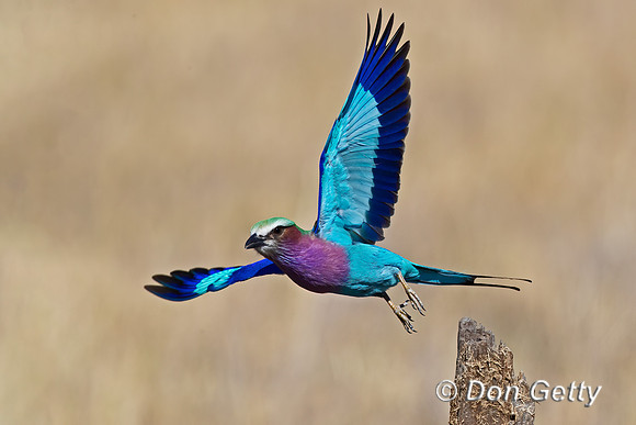 Lilac-breasted Roller