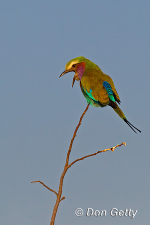 Lilac-breasted Roller