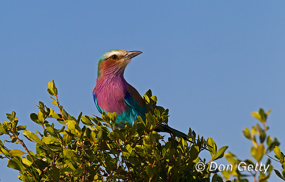 Lilac-breasted Roller