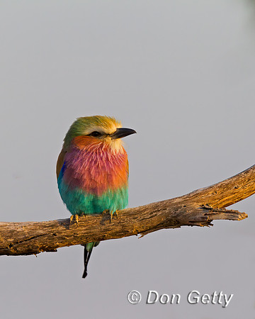Lilac-breasted Roller