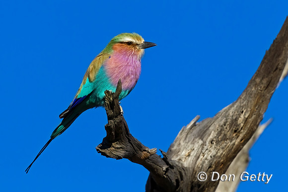 Lilac-breasted Roller