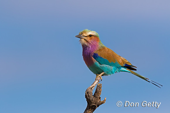 Lilac-breasted Roller