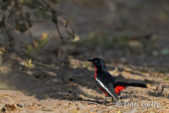 Crimson-breasted Shrike