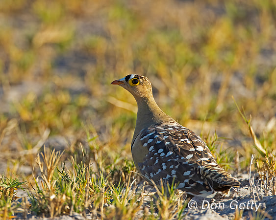 Double-banded Sandgrouse