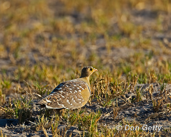 Double-banded Sandgrouse