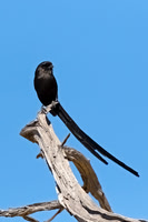 Magpie Shrike